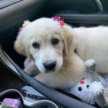 All Stage Canine Development - A very clean and tired puppy! - Pet Training Near Me - Citrus Heights, California