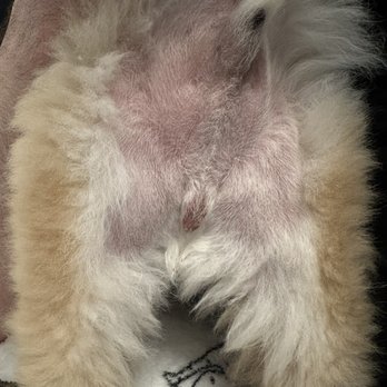 Fluffy Puppy - Red scrotum - Pet Groomers Near Me - Pasadena, California Fluffy Puppy - Red scrotum - Pet Groomers Near Me - Pasadena, California