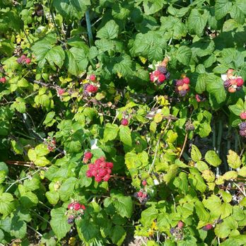 Lakeview Berry Farm - Came in mid July, these bushes were a dozen times more filled with berries than ones in my garden - Pick Your Own Farms Near Me - Mosinee, Wisconsin Lakeview Berry Farm - Came in mid July, these bushes were a dozen times more filled with berries than ones in my garden - Pick Your Own Farms Near Me - Mosinee, Wisconsin