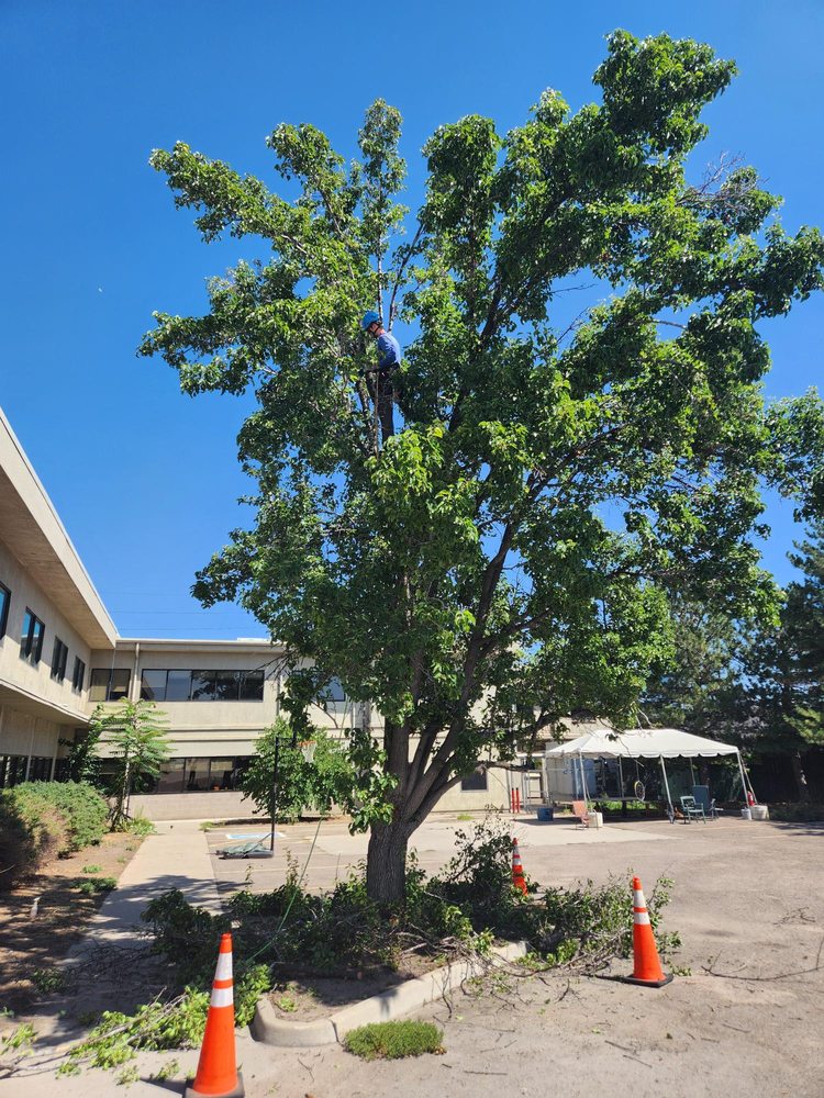 Dandy Tree Care - tree service in Denver, CO