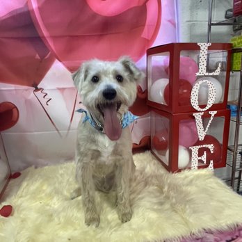 Zoom Groom - Every pet is important to us . Book now 701-651-9723 - Pet Groomers Near Me - Williston, North Dakota Zoom Groom - Every pet is important to us . Book now 701-651-9723 - Pet Groomers Near Me - Williston, North Dakota