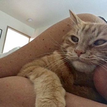 st francis 24hr animal hospital