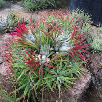 Rainforest Flora - Nurseries & Gardening Near Me - Torrance, California Rainforest Flora - Nurseries & Gardening Near Me - Torrance, California