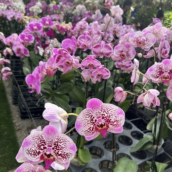 Bamboo And Orchid Gardens - plants - Landscaping Near Me - Davie, Florida Bamboo And Orchid Gardens - plants - Landscaping Near Me - Davie, Florida