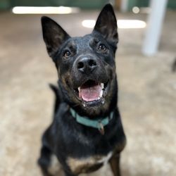 APK9 - What a smile!