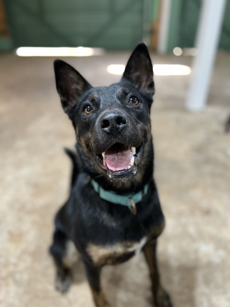 APK9 - pet boarding facility in Anderson, AL