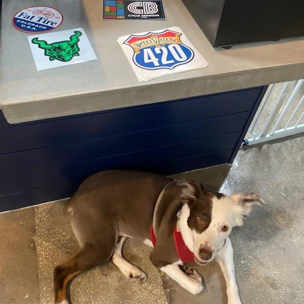 Two Shepherds Taproom - My Dog Lucy also exhausted from playing with all the new friends she made. - Bars Near Me - Tampa, Florida Two Shepherds Taproom - My Dog Lucy also exhausted from playing with all the new friends she made. - Bars Near Me - Tampa, Florida