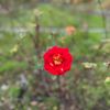 Morcom Municipal Rose Garden gift card