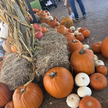 Southern Hill Farms - Fruits & Veggies Near Me - Clermont, Florida Southern Hill Farms - Fruits & Veggies Near Me - Clermont, Florida
