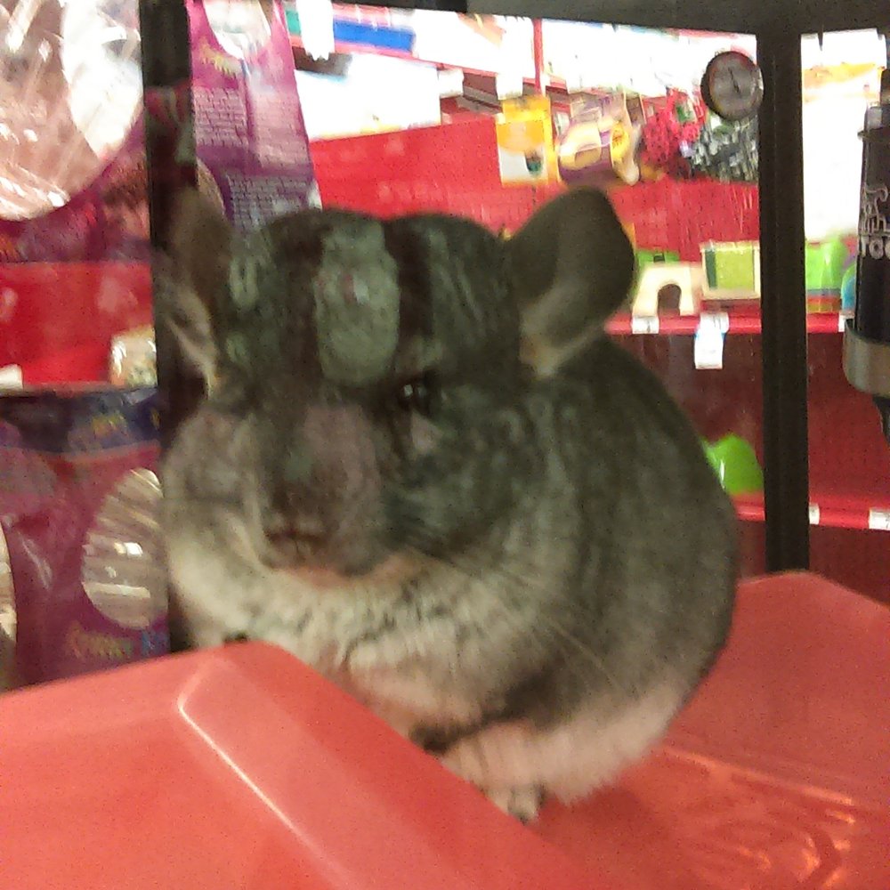 Petco - Pet Stores Near Me - Pasadena, California