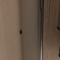 Super 8 by Wyndham Bellingham Airport/Ferndale - Rm #214