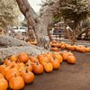 Irvine Park Railroad gift card