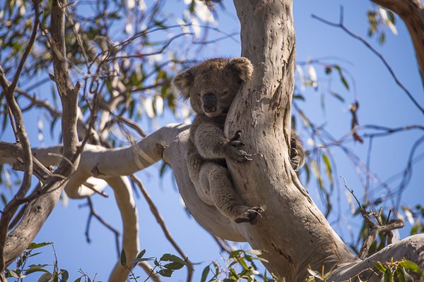 Exceptional Kangaroo Island by null