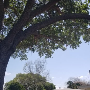 The Tree Feller - Tree Services Near Me - Largo, Florida The Tree Feller - Tree Services Near Me - Largo, Florida