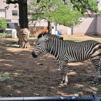 Como Park Zoo and Conservatory - In case you didn't know, they're black with white stripes - Zoos Near Me - Saint Paul, Minnesota