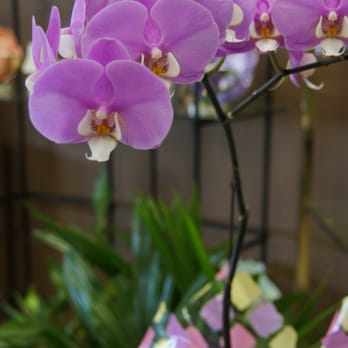King Edward - Florists Near Me - Vancouver, British Columbia King Edward - Florists Near Me - Vancouver, British Columbia