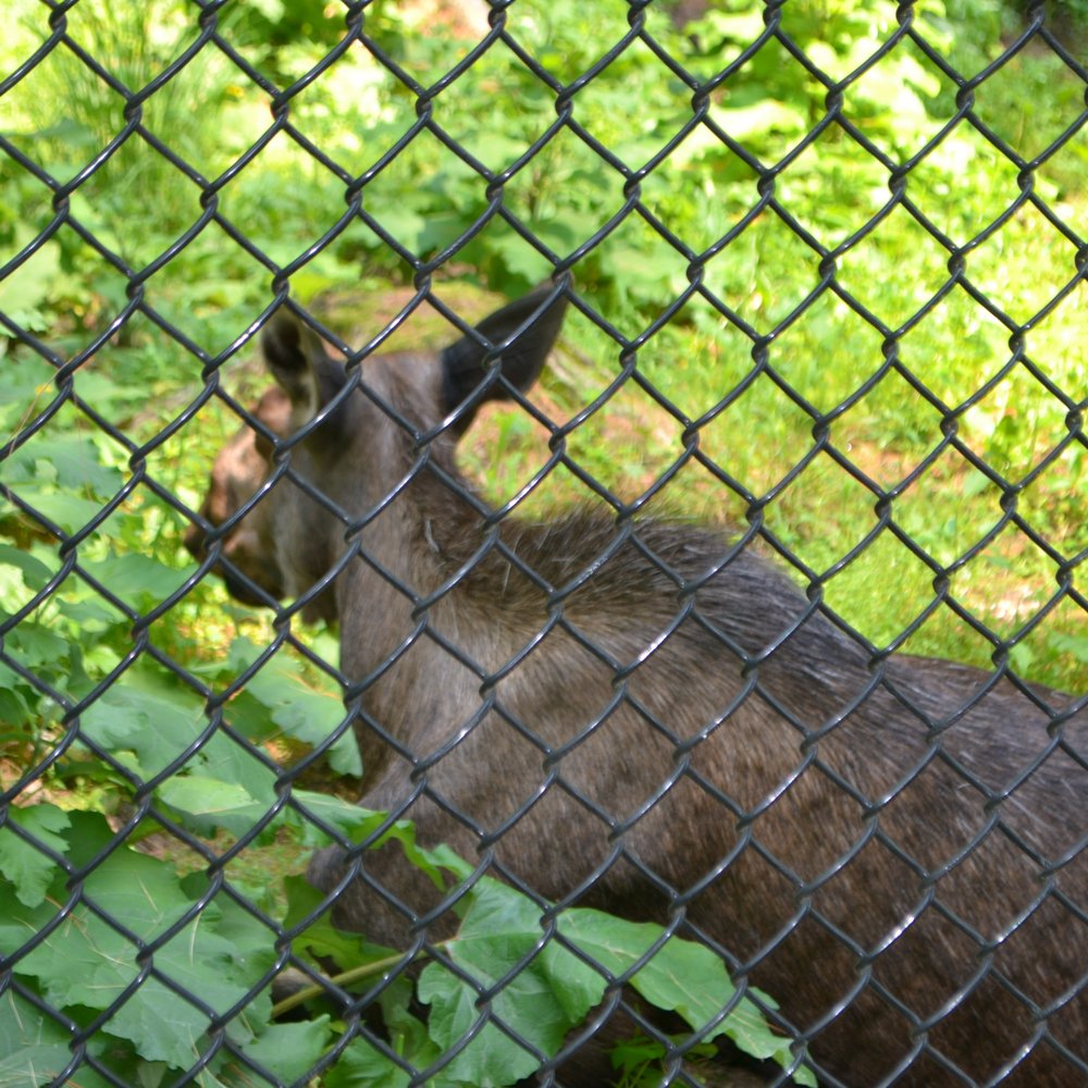 Maine Wildlife Park - Baby Moose chilling in the shade on this hot and sunny day. - Zoos Near Me - Gray, Maine Maine Wildlife Park - Baby Moose chilling in the shade on this hot and sunny day. - Zoos Near Me - Gray, Maine