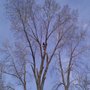 Photo of Pro Tree Services