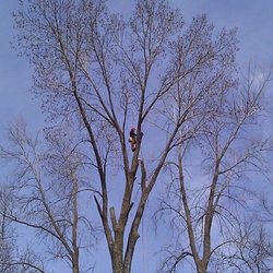 Pro Tree Services - Climbing a huge cotton wood that needed to come down. These guys are the real deal.