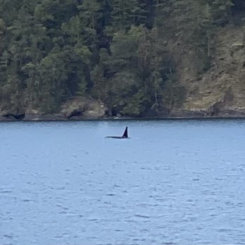 Island Adventures Whale Watching - Orca! - Whale Watching Tours Near Me - Anacortes, Washington Island Adventures Whale Watching - Orca! - Whale Watching Tours Near Me - Anacortes, Washington