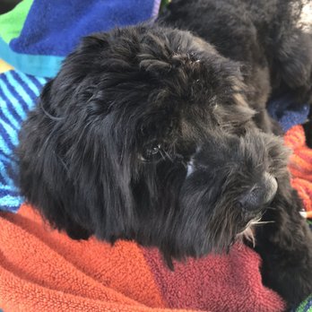 Petco - He's still cute, but Petco LaPlata MD definitely messed up his face... and God knows what else.  We won't be going back! - Pet Training Near Me - La Plata, Maryland