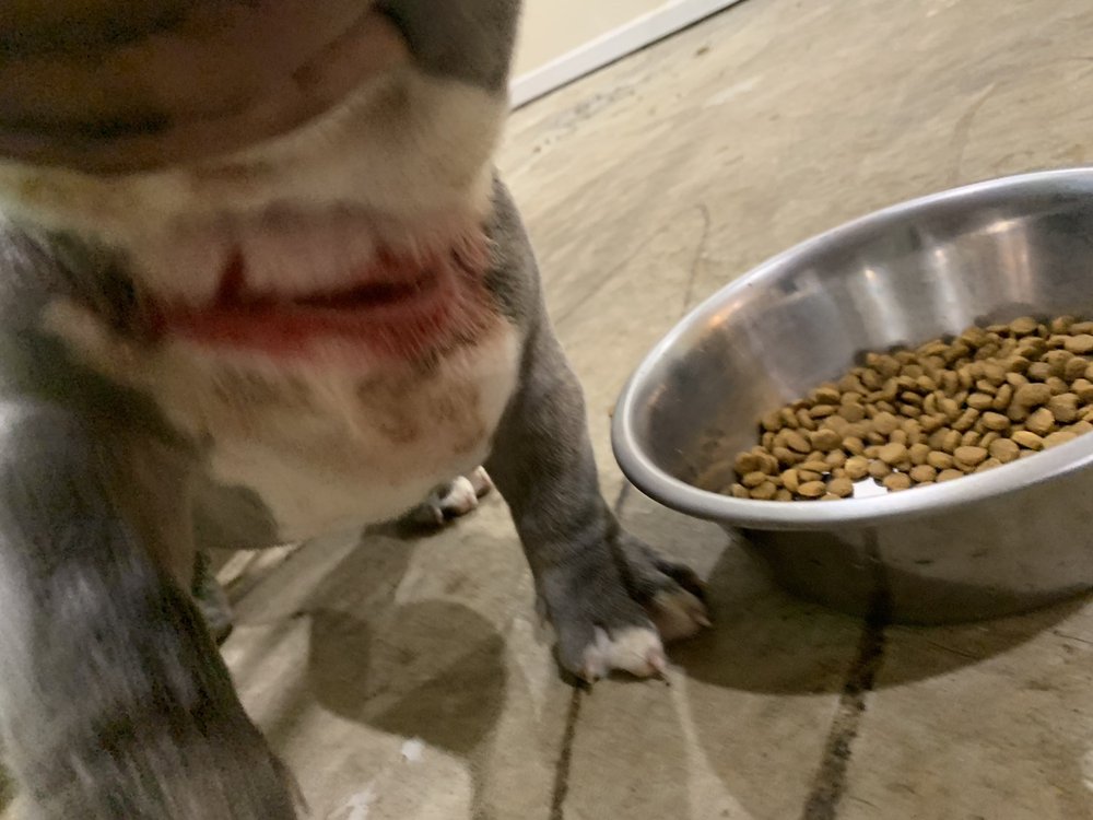 MY BUDGET VET Updated May 2024 16 Photos & 39 Reviews 2545 GA20