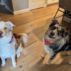 University Place Best Pet Grooming - Australian shepherds