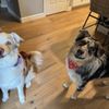 University Place Best Pet Grooming gift card