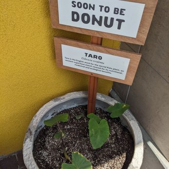 Holey Grail Donuts - Taro plant - Anne - Donuts Near Me - Long Beach, California Holey Grail Donuts - Taro plant - Anne - Donuts Near Me - Long Beach, California