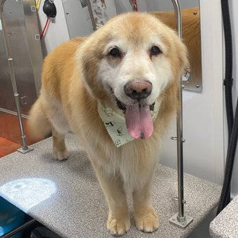 The Gentle Spaw - Pet Groomers Near Me