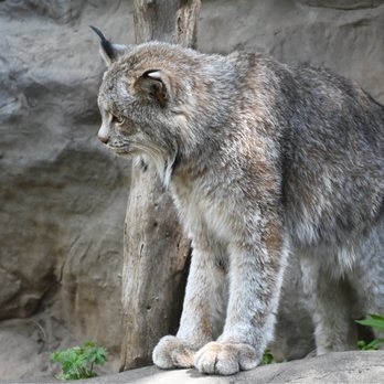 Minnesota Zoo - Lynx - Zoos Near Me - Apple Valley, Minnesota Minnesota Zoo - Lynx - Zoos Near Me - Apple Valley, Minnesota