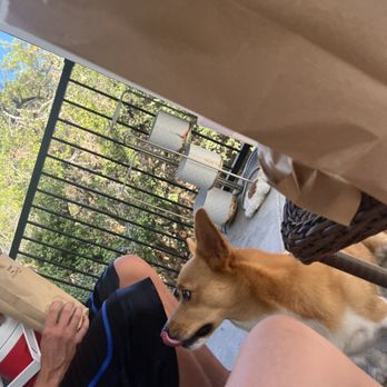 la Madeleine - Archie licking his lips after smelling the food delivery! - Bakeries Near Me - Austin, Texas