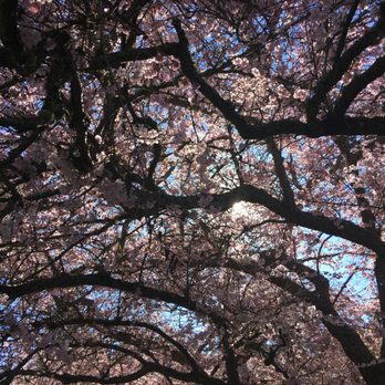 Overstory Tree Care - Tree Services Near Me Overstory Tree Care - Tree Services Near Me