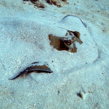 Red Hook Dive Center - Our dive guide spotted this sting ray and I swam right over him and didn't notice! Great eyes Serenity! - Free Diving Near Me - East End, Virgin Islands