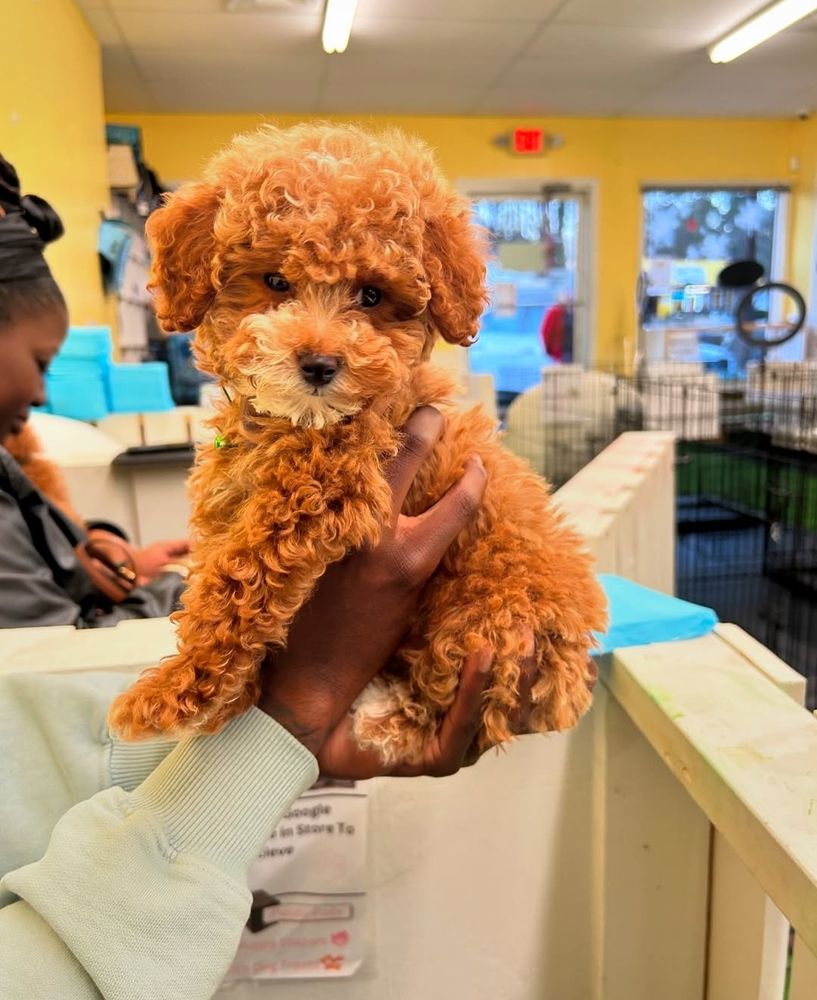 Fancy Puddle FANCY TOY POODLE STORE - Updated July 2026 - 3205 South Cobb Dr, Smyrna ...