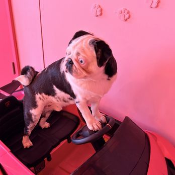 Cuppa Pug - Driving - Themed Cafes Near Me - Escondido, California