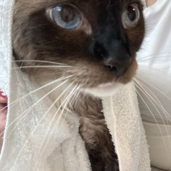 Cashmere Cat Spa - Pet Groomers Near Me Cashmere Cat Spa - Pet Groomers Near Me