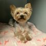 Dogs in Style Dog Grooming