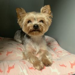 Dogs in Style Dog Grooming - All groomed and looking cute