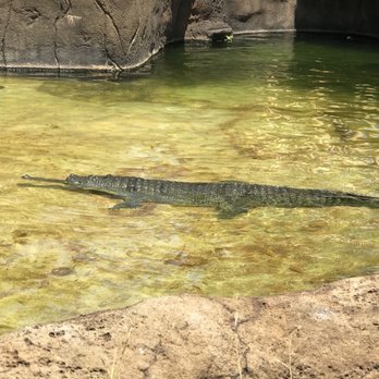 Honolulu Zoo - Just chillin - Zoos Near Me - Honolulu, Hawaii
