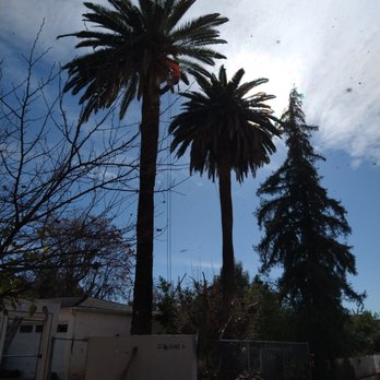 tree service - Tree Services Near Me tree service - Tree Services Near Me