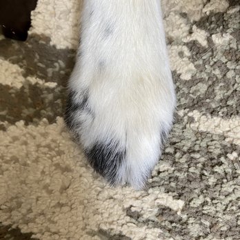 Groomingdale's - Perfectly trimmed lil toes! - Pet Groomers Near Me - Norfolk, Virginia