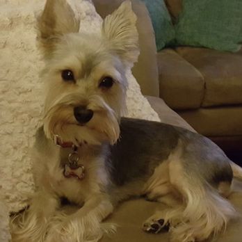 All About Paws - Marley - Pet Groomers Near Me - Hillside, New Jersey