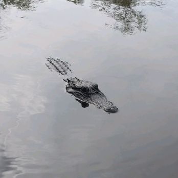 Pearl River Swamp Tours - Tours Near Me - Slidell, Louisiana Pearl River Swamp Tours - Tours Near Me - Slidell, Louisiana