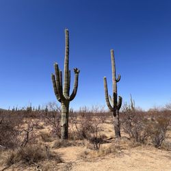 Douglas Springs Trailhead - Saguaro National Park - The view of the trail.