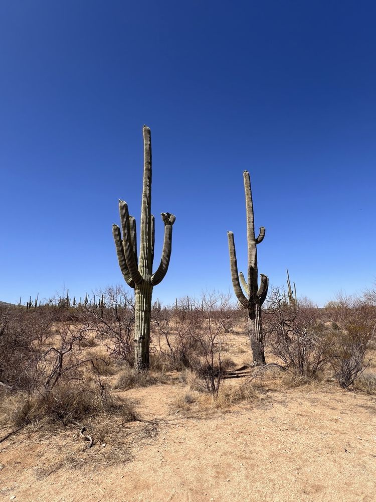 Douglas Springs Trailhead - Saguaro National Park