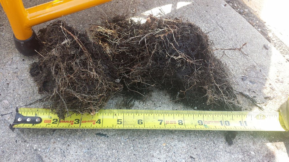 Slide of Sewer Surgeons