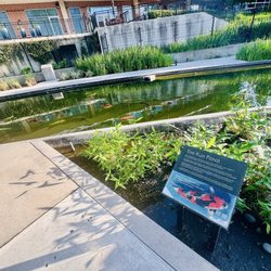 Koi Pond