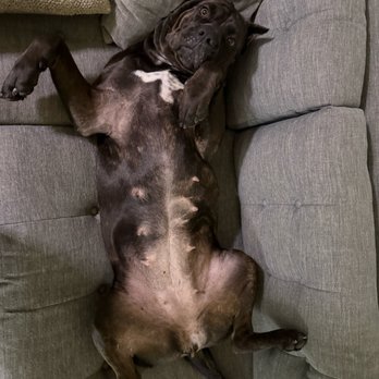 Nitro K-9 - Pet Training Near Me - Bothell, Washington