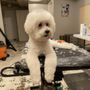 Photo of PUPS Pet Club